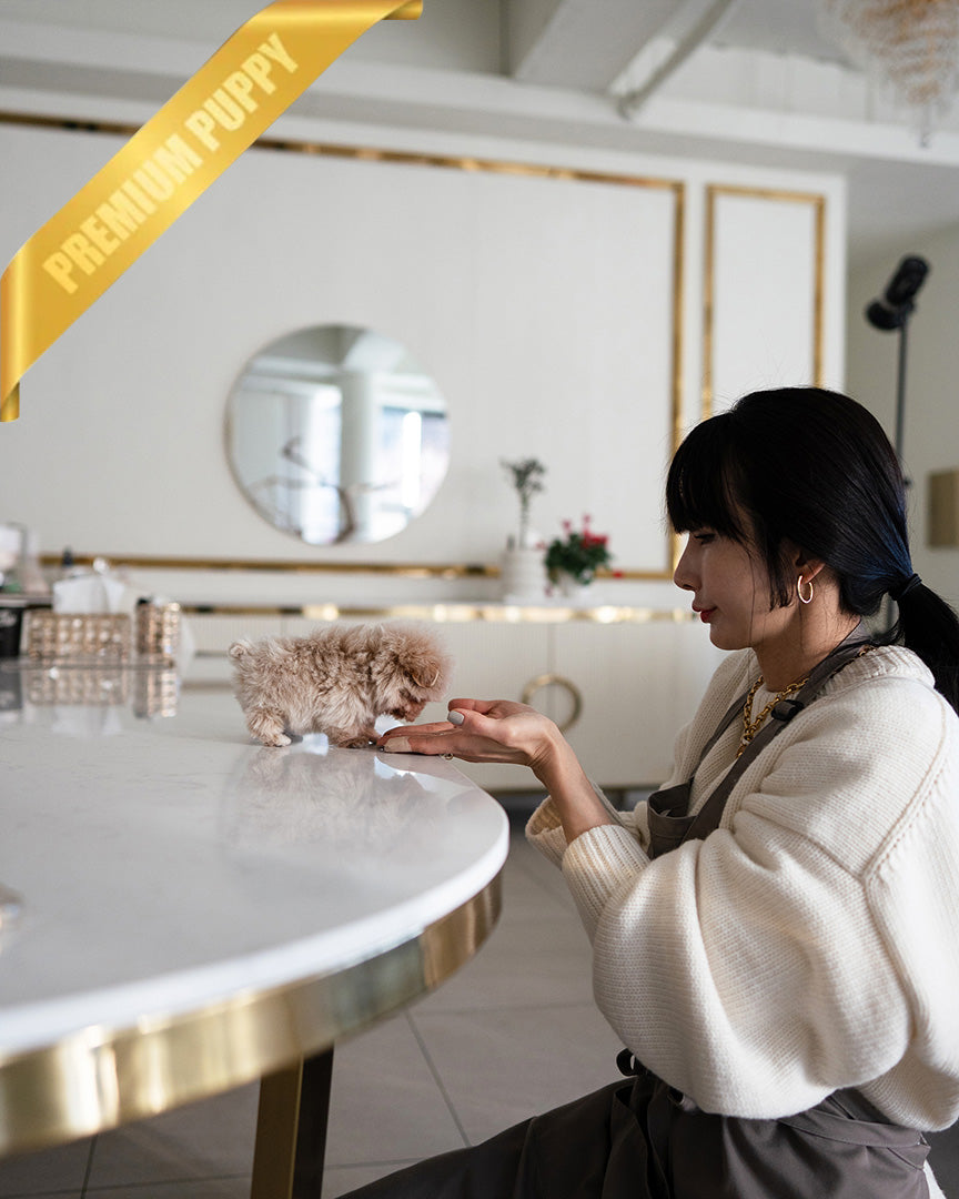 COCO - FEMALE (PURCHASED by BELEN) - ROLLY TEACUP PUPPIES - TEACUP PUPPY FOR SALE