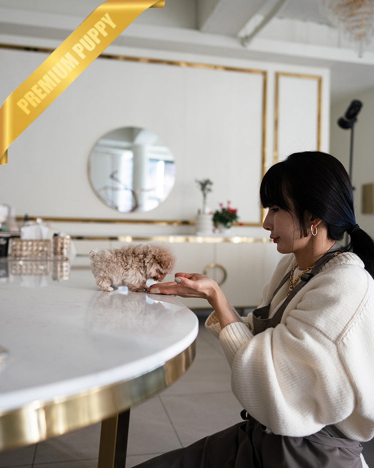 COCO - FEMALE (PURCHASED by BELEN) - ROLLY TEACUP PUPPIES - TEACUP PUPPY FOR SALE