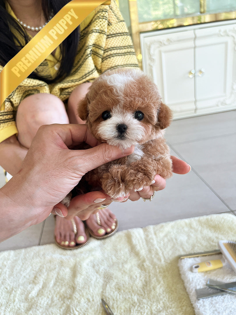 CHANEL - FEMALE (PURCHASED by RT) - ROLLY TEACUP PUPPIES - TEACUP PUPPY FOR SALE
