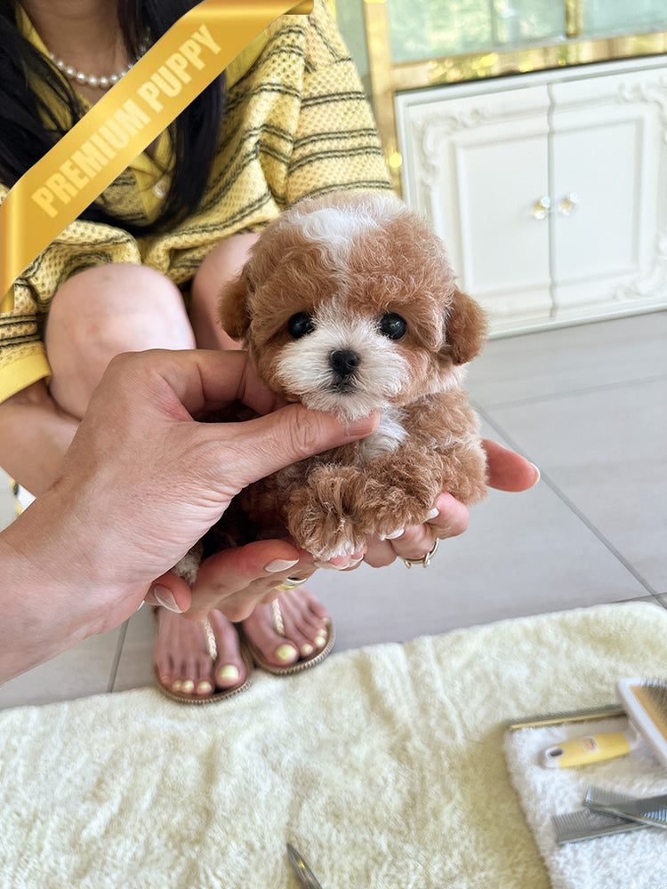 CHANEL - FEMALE (PURCHASED by RT) - ROLLY TEACUP PUPPIES - TEACUP PUPPY FOR SALE