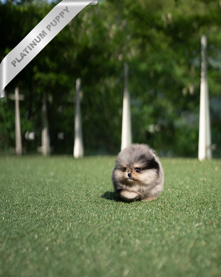 DIANA - FEMALE  (PURCHASED by TH) - ROLLY TEACUP PUPPIES - TEACUP PUPPY FOR SALE