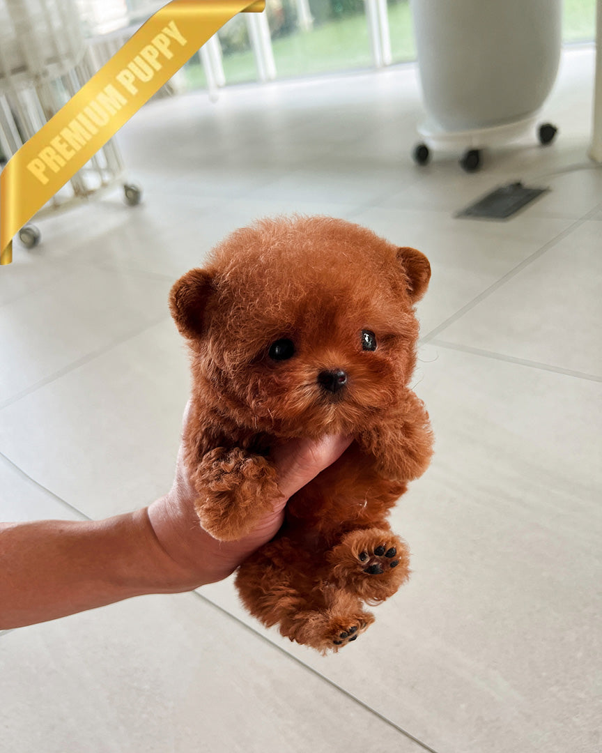 ZIGGY - FEMALE (PURCHASED by LINDSAY) - ROLLY TEACUP PUPPIES - TEACUP PUPPY FOR SALE