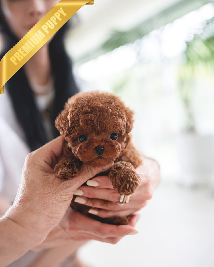 ZIGGY - MALE (PURCHASED by MAKAREM) - ROLLYPUPS OFFICIAL