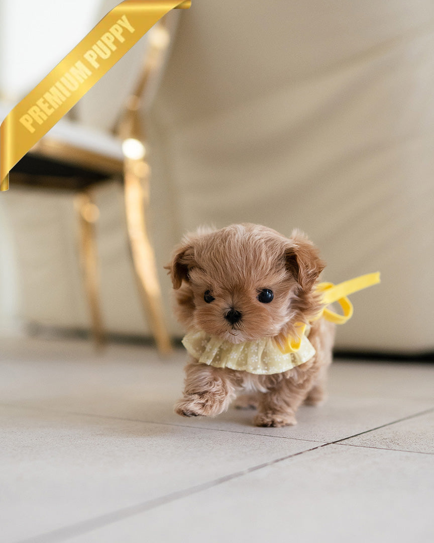 LALA - FEMALE (PURCHASED by DEVIS) - ROLLY TEACUP PUPPIES - TEACUP PUPPY FOR SALE