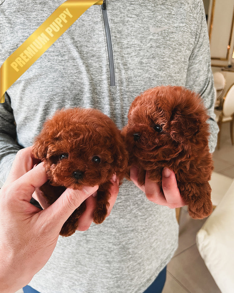 POODLES (PURCHASED by ADRIANA) - ROLLY TEACUP PUPPIES - TEACUP PUPPY FOR SALE