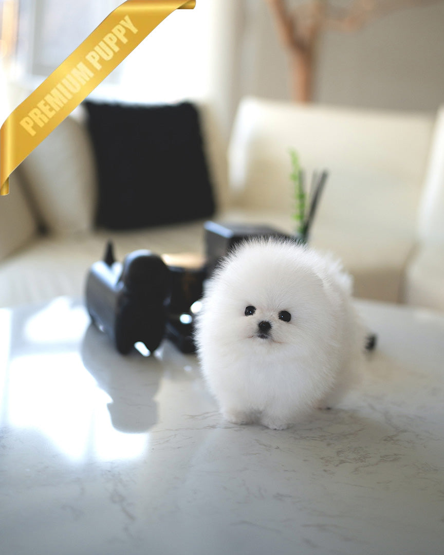 PUFF - FEMALE (PURCHASED by ANONYMITY)