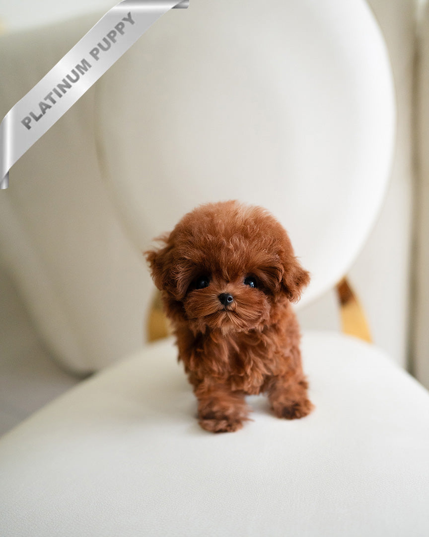 AMBER - FEMALE (RESERVED by  ARMINE)
