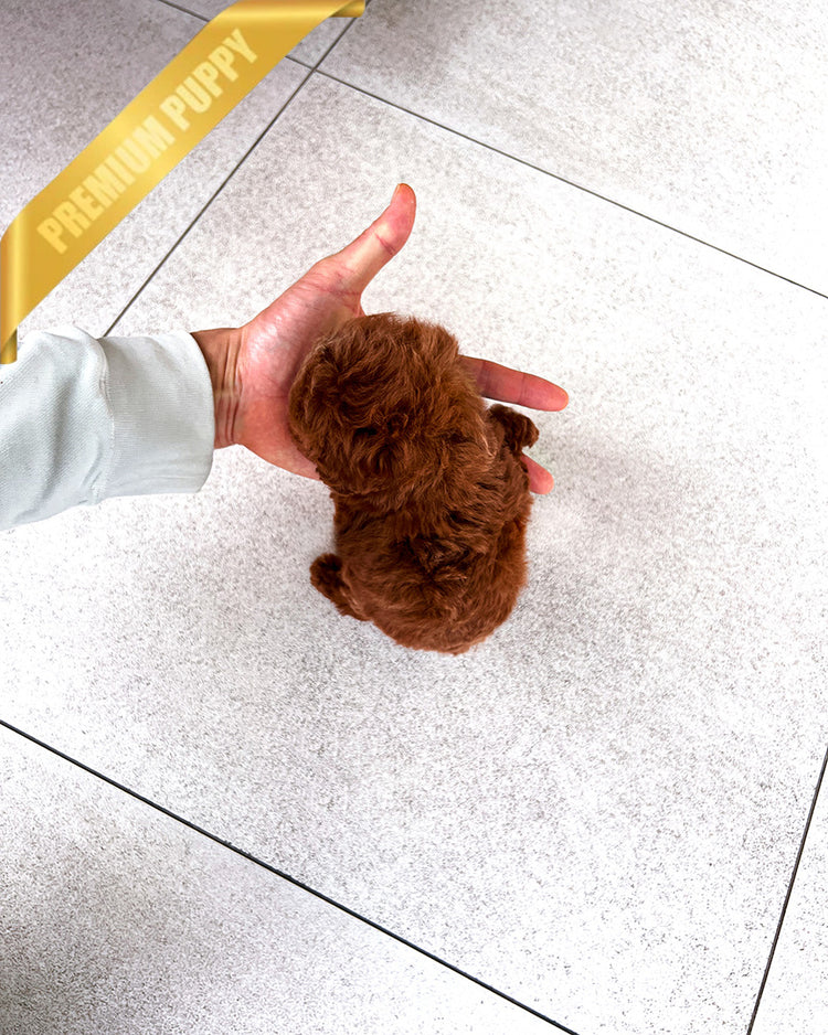 MISSY - FEMALE - ROLLYPUPS OFFICIAL