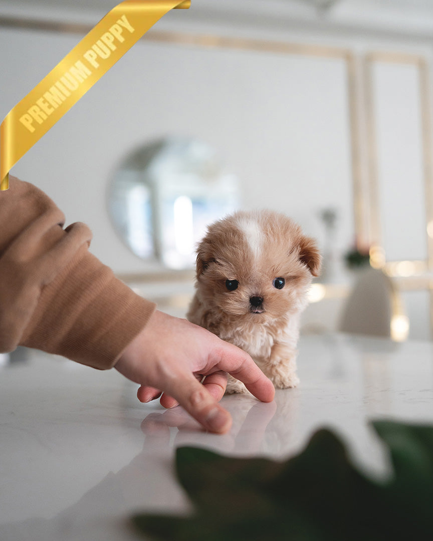 MYLES - MALE (PURCHASED by Lourdes) - ROLLY TEACUP PUPPIES - TEACUP PUPPY FOR SALE