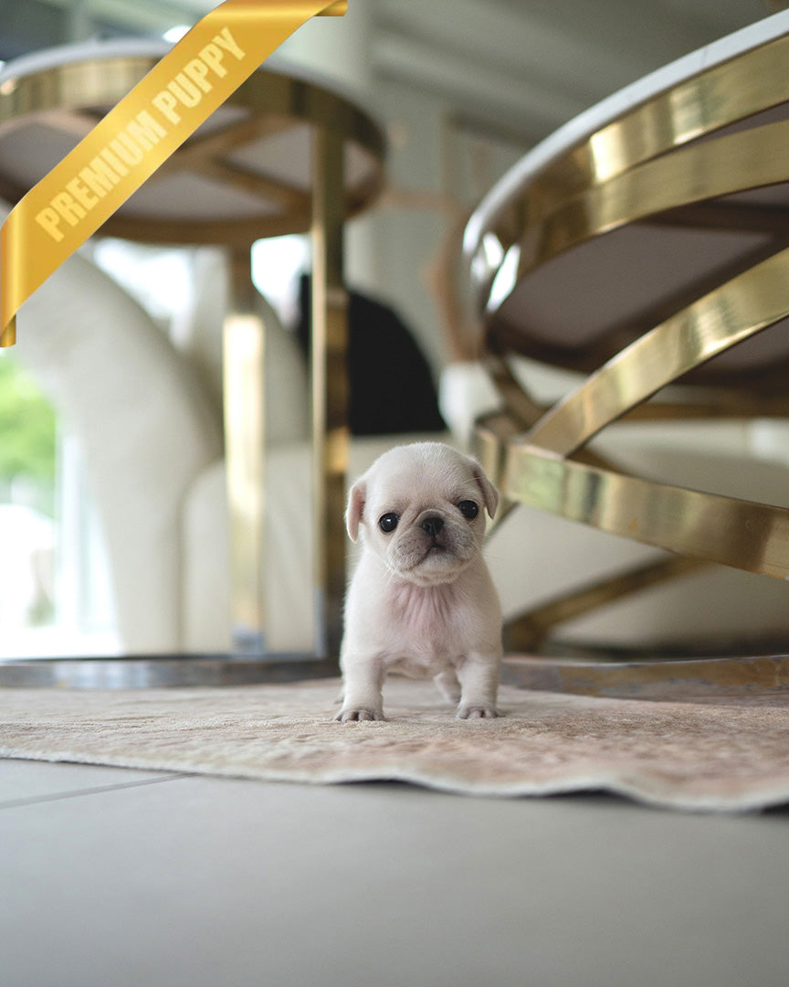 WRINKLES - FEMALE (PURCHASED by CHEN) - ROLLY TEACUP PUPPIES - TEACUP PUPPY FOR SALE