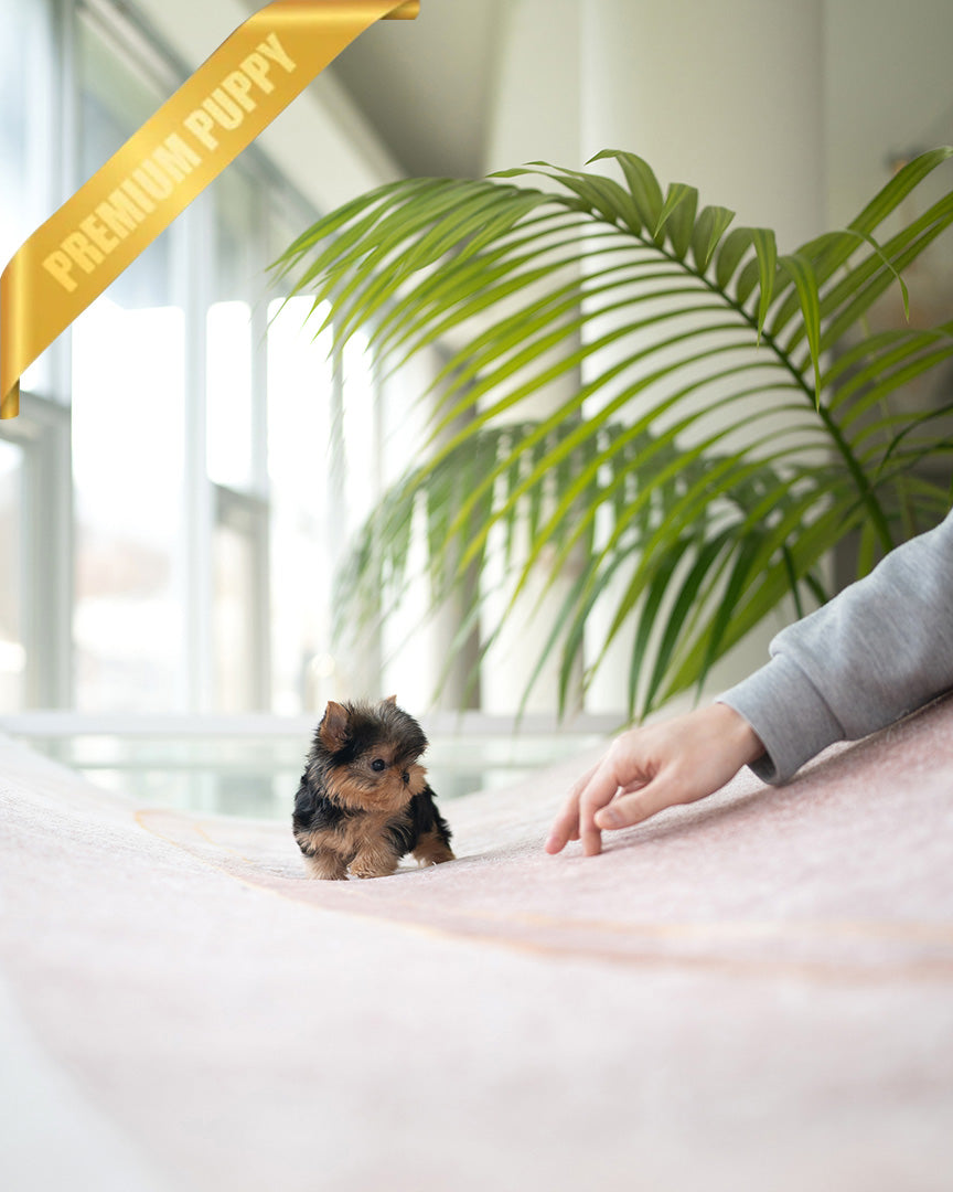 PIPER - MALE (PURCHASED by KELVIN) - ROLLY TEACUP PUPPIES - TEACUP PUPPY FOR SALE