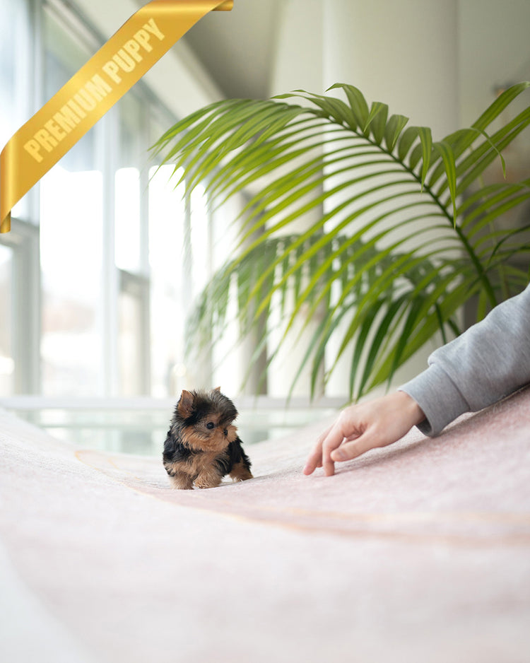 PIPER - MALE (PURCHASED by KELVIN) - ROLLY TEACUP PUPPIES - TEACUP PUPPY FOR SALE