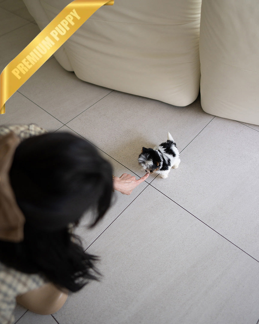 BAXTER - MALE (PURCHASED by CRISTINA) - ROLLY TEACUP PUPPIES - TEACUP PUPPY FOR SALE