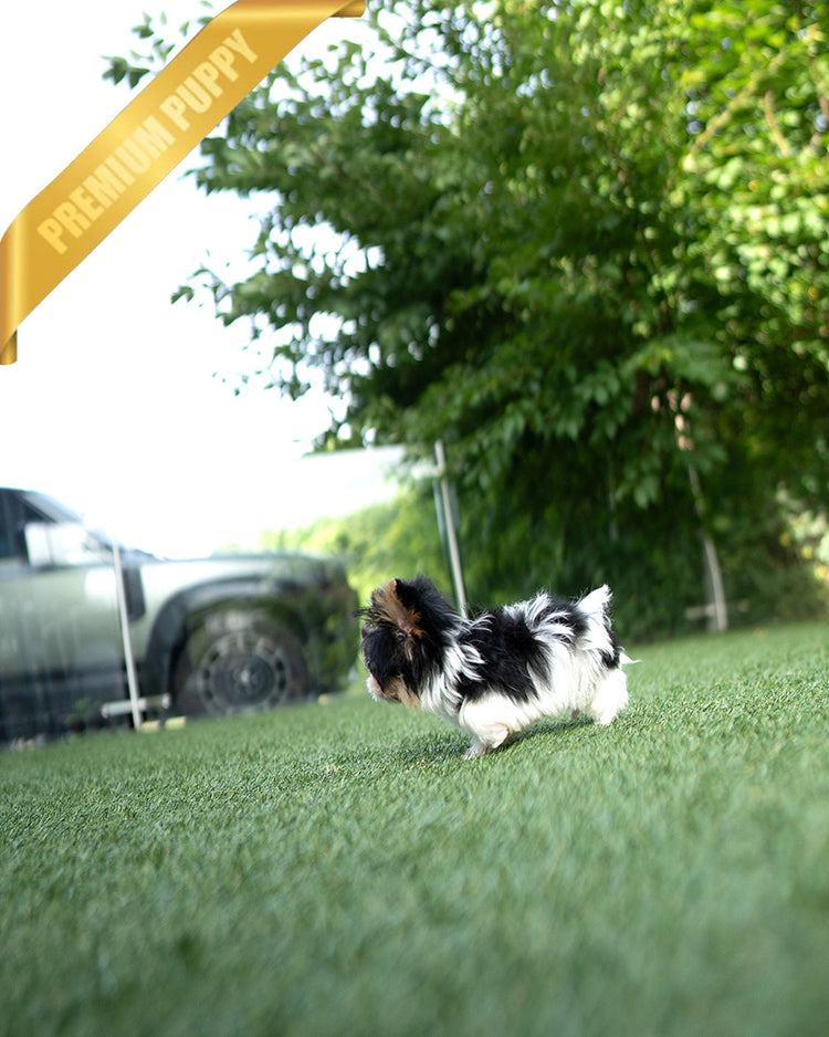 MILO - MALE (PURCHASED by ASHLEY) - ROLLY TEACUP PUPPIES - TEACUP PUPPY FOR SALE