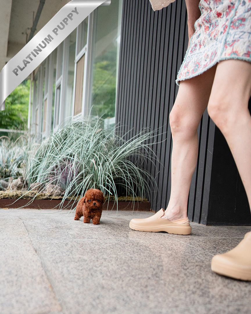 CINNAMON - FEMALE (PURCHASED by RUTHANN) - ROLLY TEACUP PUPPIES - TEACUP PUPPY FOR SALE