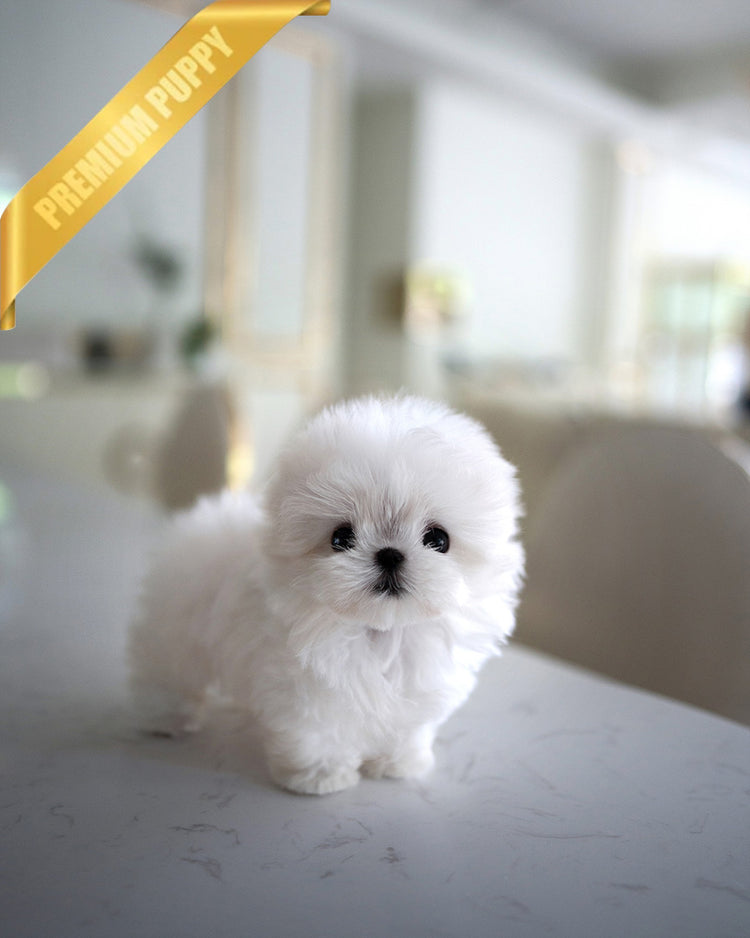 BENTLEY - MALE (PURCHASED by ELIZA) - ROLLY TEACUP PUPPIES - TEACUP PUPPY FOR SALE