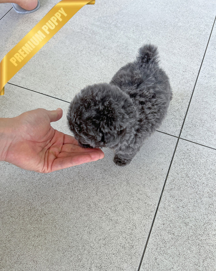 BEAU - MALE (PURCHASED by JOSE) - ROLLYPUPS OFFICIAL