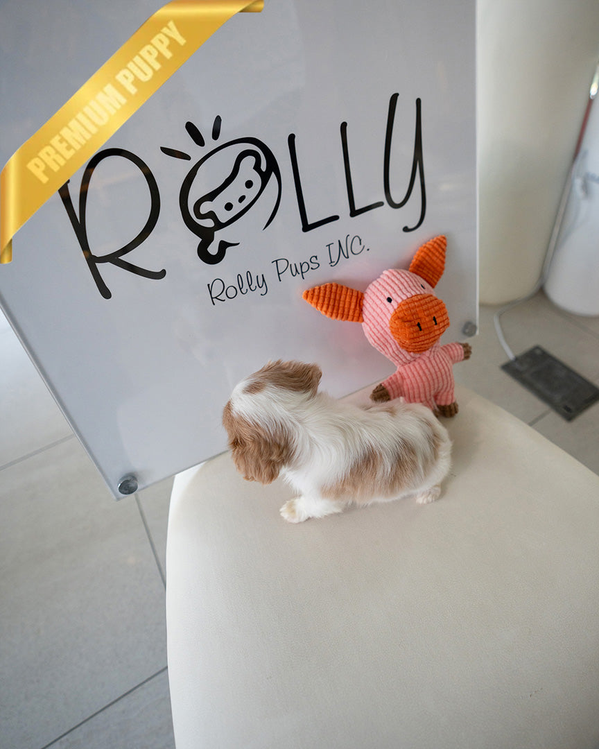 ARTHUR - MALE (PURCHASED by JULIE) - ROLLY TEACUP PUPPIES - TEACUP PUPPY FOR SALE