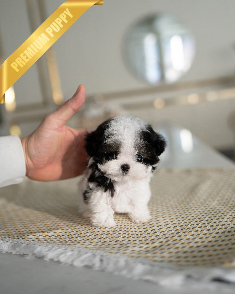 GIGI - FEMALE (PURCHASED by RIKKI) - ROLLY TEACUP PUPPIES - TEACUP PUPPY FOR SALE