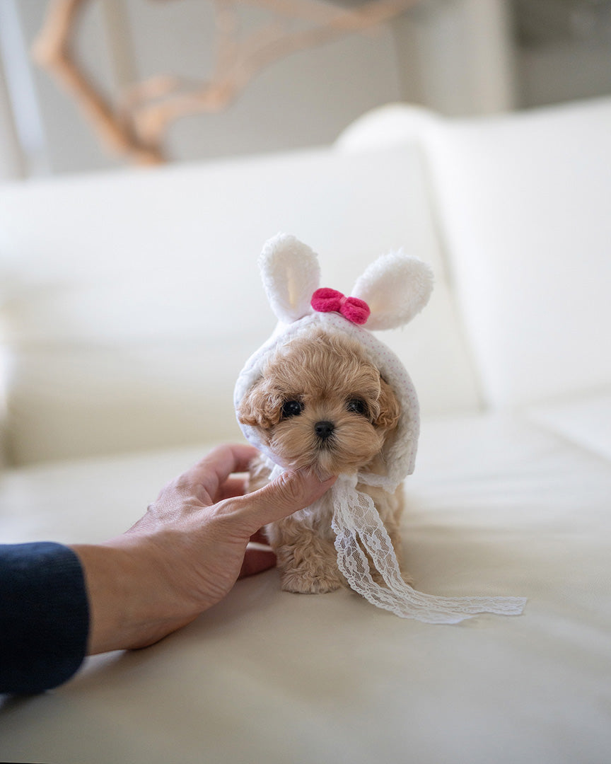 CAMILLE - FEMALE (PURCHASED by KAREN) - ROLLYPUPS OFFICIAL