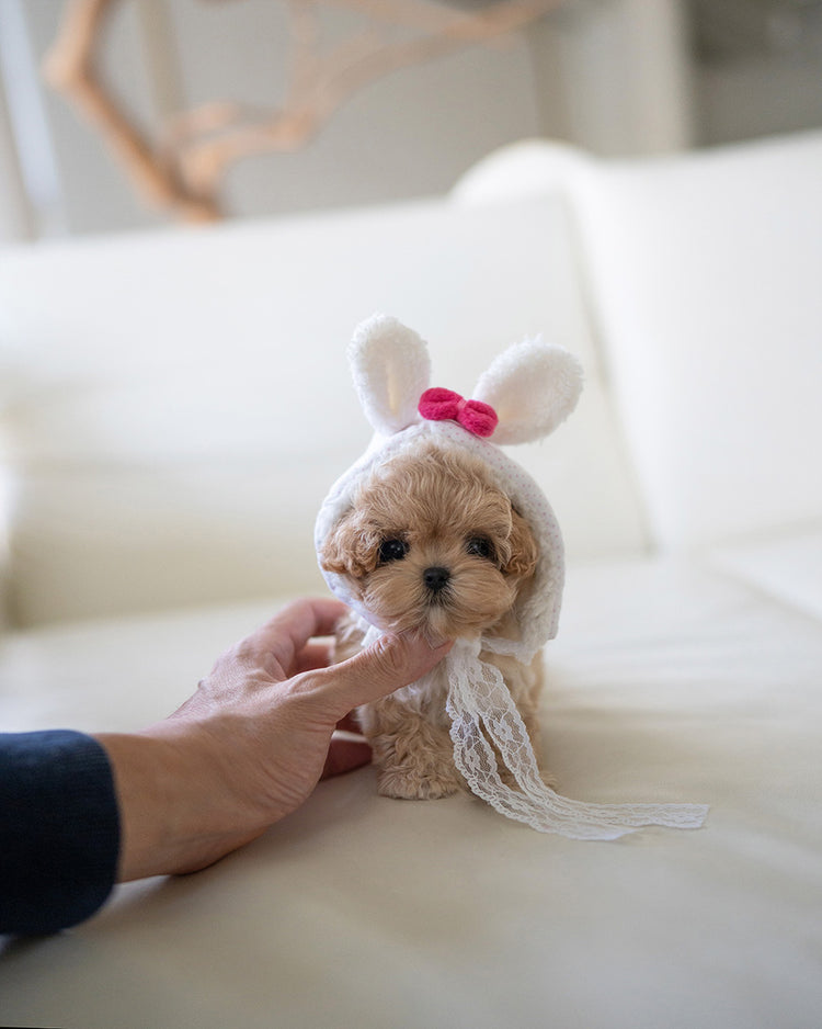 CAMILLE - FEMALE (PURCHASED by KAREN) - ROLLYPUPS OFFICIAL