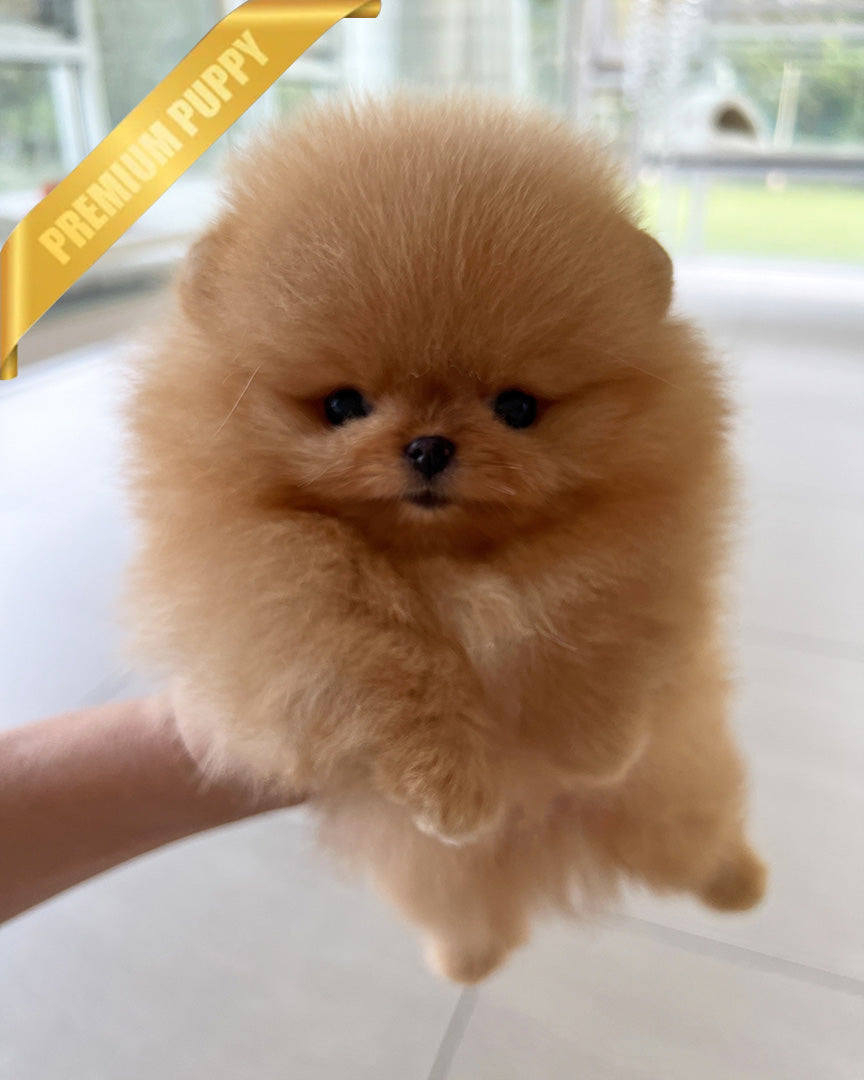 BUTTERS - MALE (RESERVED by ANONYMOUS) - ROLLY TEACUP PUPPIES - TEACUP PUPPY FOR SALE