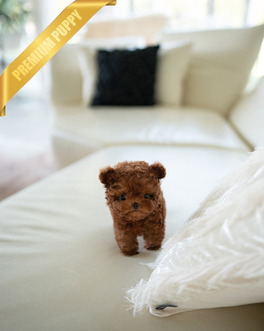 JESSICA - FEMALE (PURCHASED by ZHE) - ROLLYPUPS OFFICIAL