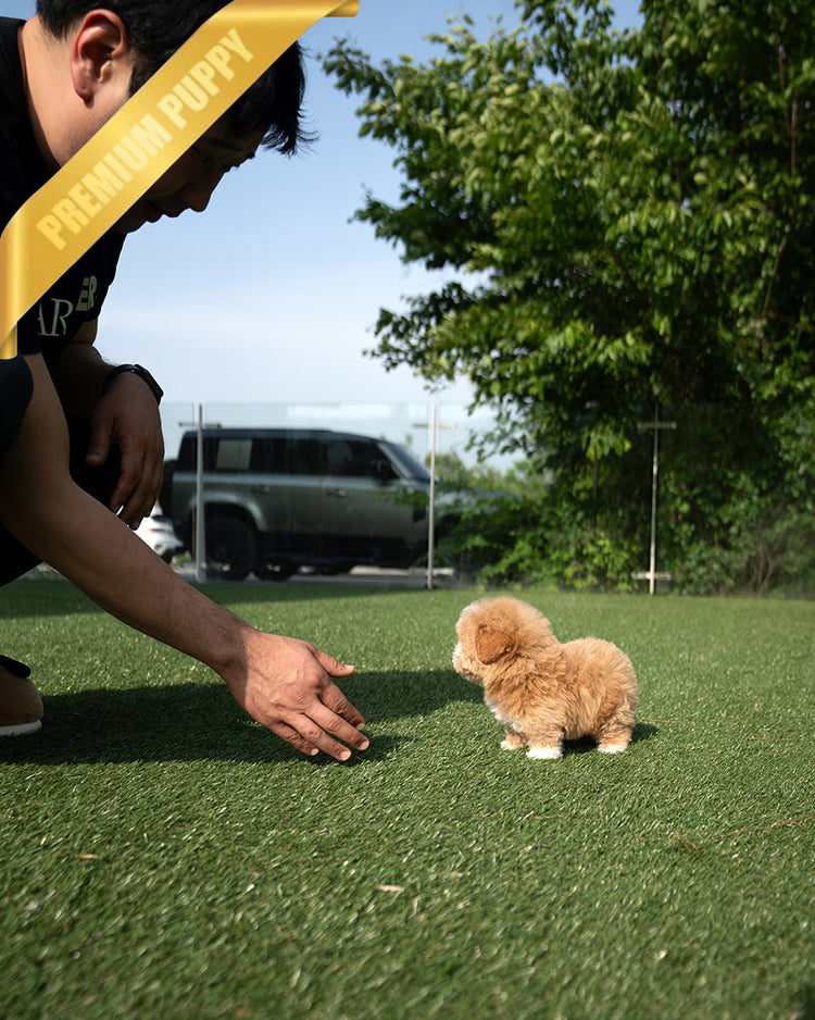 MARCO - MALE (PURCHASED by NAPAVILAI) - ROLLY TEACUP PUPPIES - TEACUP PUPPY FOR SALE