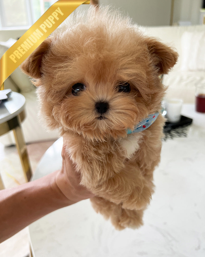 HUGO - MALE (RESERVED by GIMENA) - ROLLYPUPS OFFICIAL