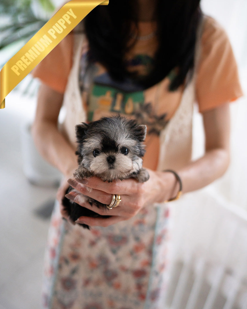 LUNA - FEMALE (PURCHASED by ESTHER) - ROLLY TEACUP PUPPIES - TEACUP PUPPY FOR SALE