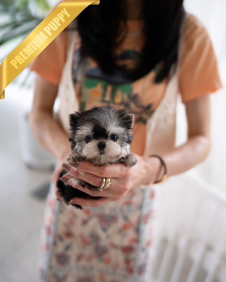 LUNA - FEMALE (PURCHASED by ESTHER) - ROLLY TEACUP PUPPIES - TEACUP PUPPY FOR SALE