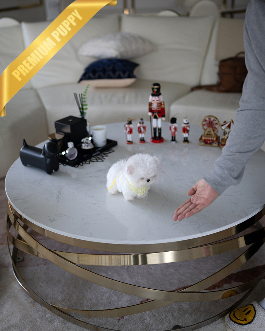 DUSTIN - MALE (PURCHASED by JAMES) - ROLLY TEACUP PUPPIES -