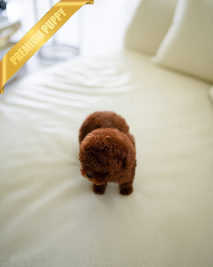 MITCH - MALE (PURCHASED by NOA) - ROLLY TEACUP PUPPIES - TEACUP PUPPY FOR SALE