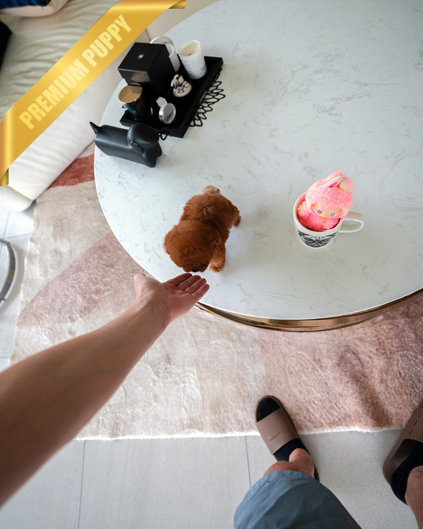 BERRY - FEMALE - ROLLY TEACUP PUPPIES - TEACUP PUPPY FOR SALE