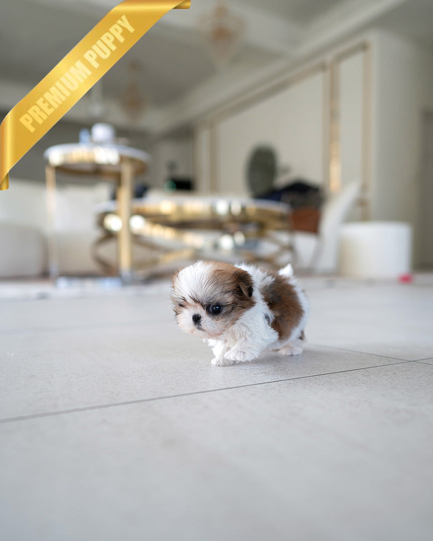 BENNY - MALE (PURCHASED by AKIRA) - ROLLY TEACUP PUPPIES - TEACUP PUPPY FOR SALE