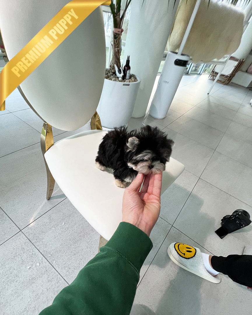 SASHA - FEMALE (RESERVED by ANONYMOUS) - ROLLY TEACUP PUPPIES