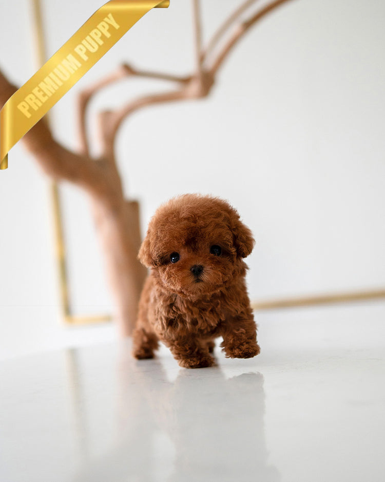 VELVET - FEMALE (PURCHASED by GUILHERME) - ROLLY TEACUP PUPPIES - TEACUP PUPPY FOR SALE