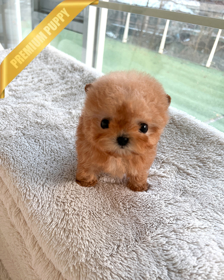 JESSICA - FEMALE (PURCHASED by KAVEH) - ROLLY TEACUP PUPPIES -