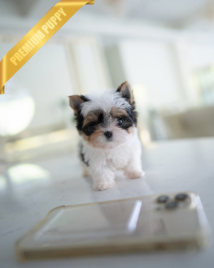 TEDDY - MALE (PURCHASED by SANTIAGO) - ROLLY TEACUP PUPPIES - TEACUP PUPPY FOR SALE