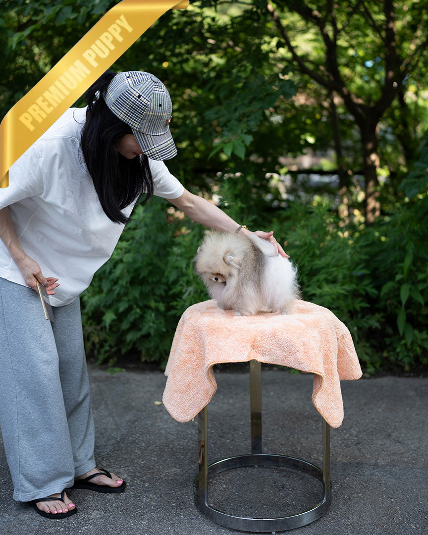 SANDY - MALE (PURCHASED by JOSELYN) - ROLLY TEACUP PUPPIES - TEACUP PUPPY FOR SALE