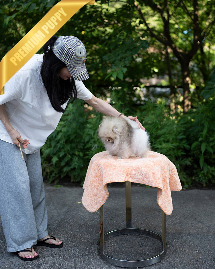 SANDY - MALE (PURCHASED by JOSELYN) - ROLLY TEACUP PUPPIES - TEACUP PUPPY FOR SALE