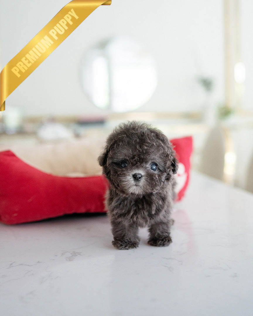 NALA - FEMALE (PURCHASED by LIN) - ROLLY TEACUP PUPPIES - TEACUP PUPPY FOR SALE