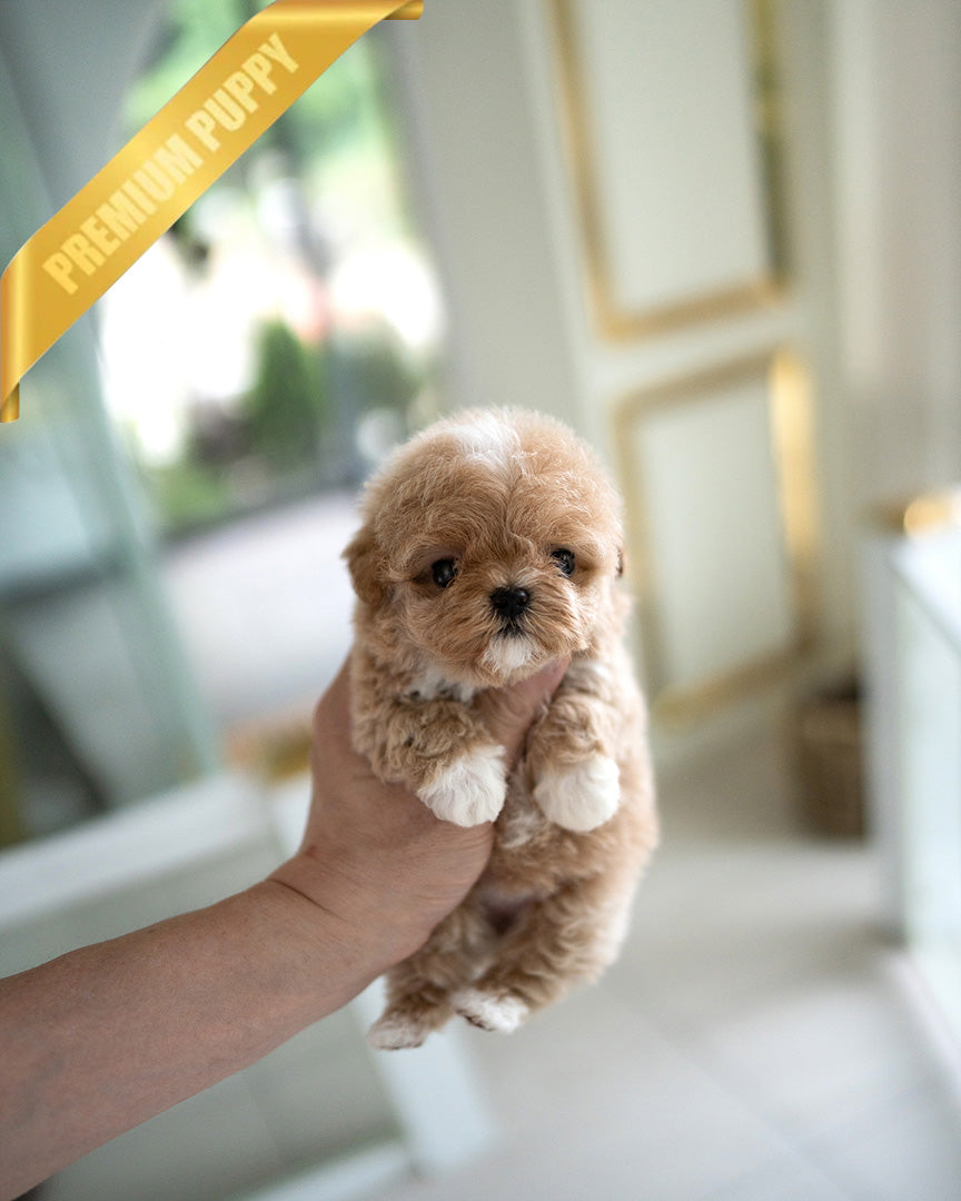 LYRA - FEMALE (PURCHASED by LARISSA) - ROLLY TEACUP PUPPIES - TEACUP PUPPY FOR SALE