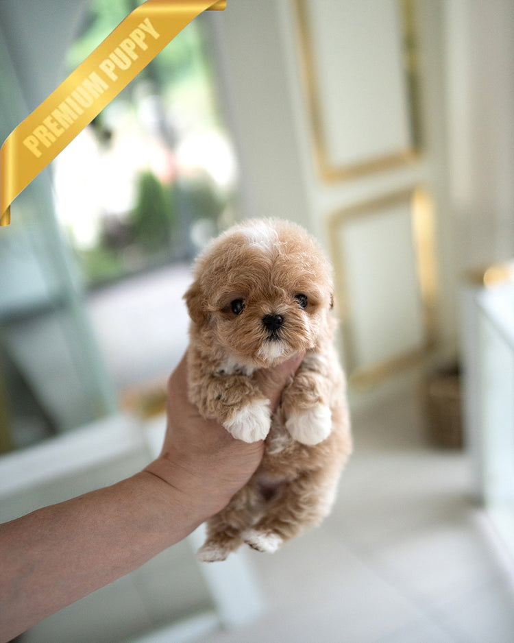 LYRA - FEMALE (PURCHASED by LARISSA) - ROLLY TEACUP PUPPIES - TEACUP PUPPY FOR SALE