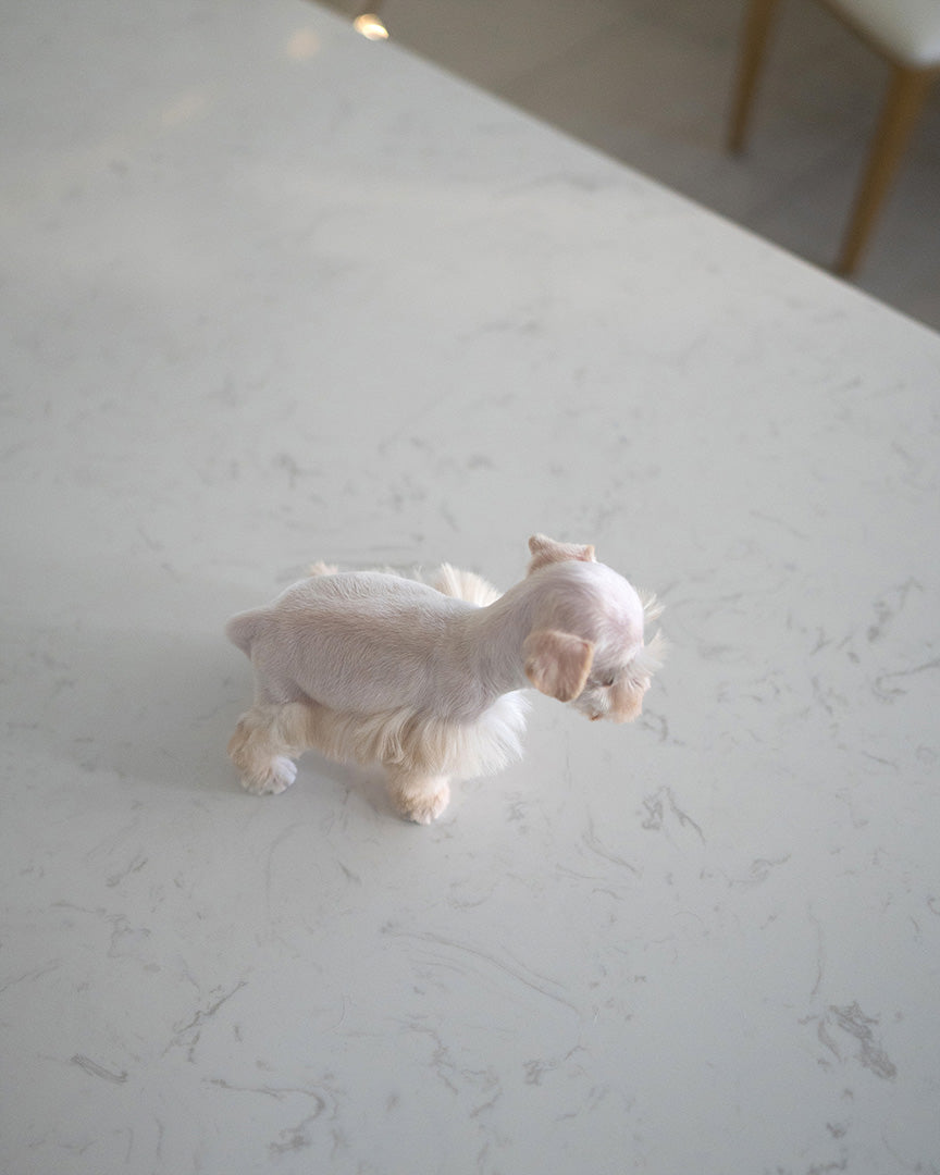 BIANCA - FEMALE (RESERVED by LOLA) - ROLLY TEACUP PUPPIES - TEACUP PUPPY FOR SALE