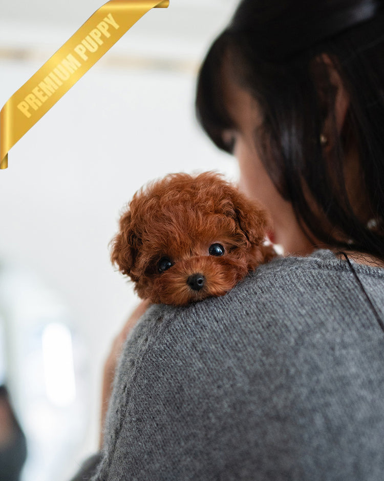 DAPHNE - FEMALE (PURCHASED by THERESA) - ROLLY TEACUP PUPPIES -