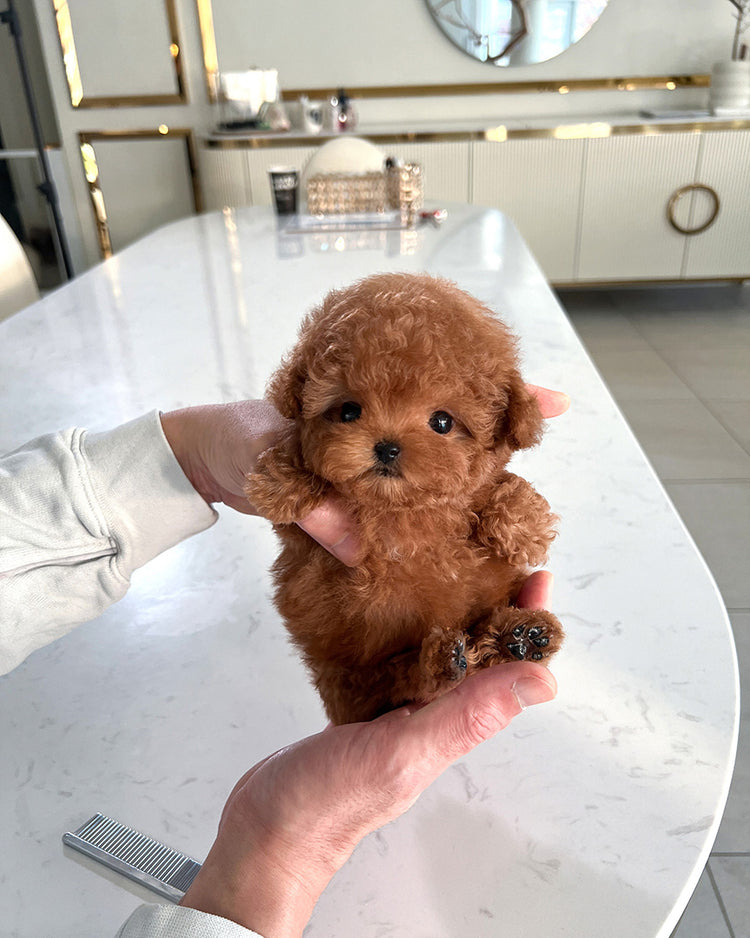 OLIVER - MALE (PURCHASED by ALEXIA&GREGORY) - ROLLY TEACUP PUPPIES -