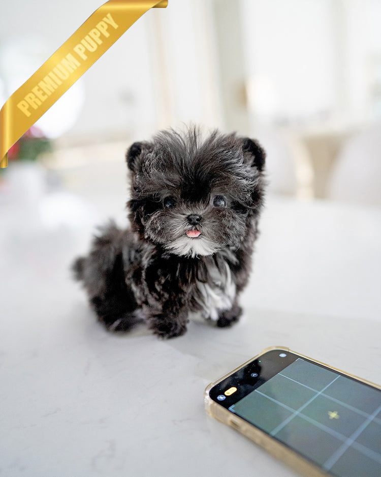 PICO - MALE (RESERVED by HARLOW & LANDON) - ROLLY TEACUP PUPPIES - TEACUP PUPPY FOR SALE