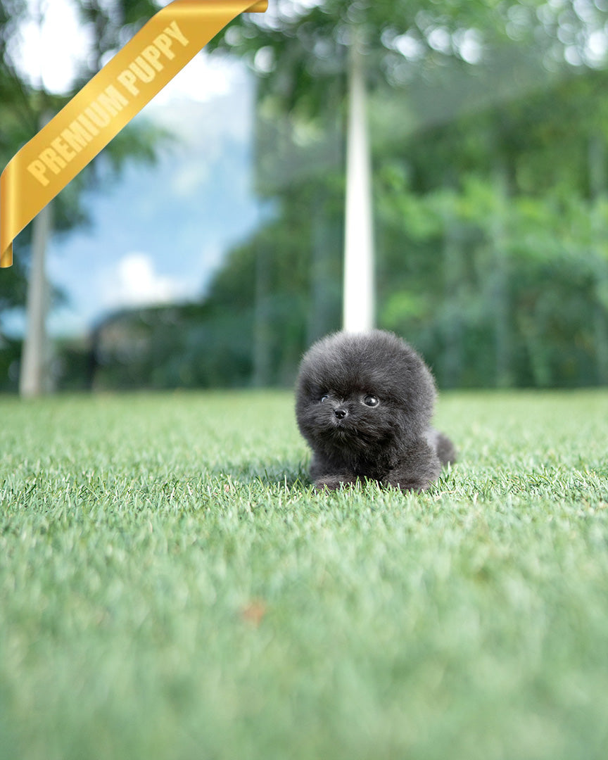 INDIGO  - MALE (PURCHASED by JENNY) - ROLLY TEACUP PUPPIES - TEACUP PUPPY FOR SALE