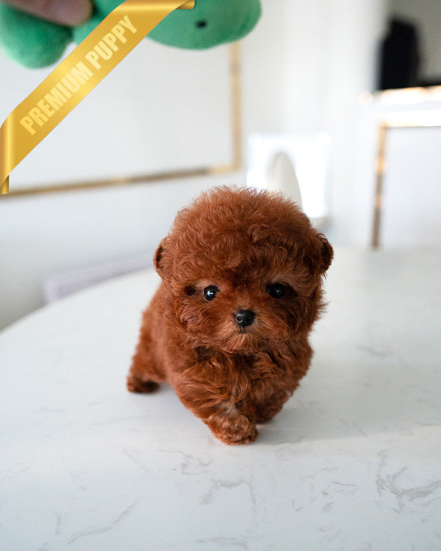 CINNAMON - FEMALE (PURCHASED by KENRIC) - ROLLY TEACUP PUPPIES -
